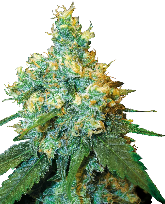 Jack Herer® 1 Jack Herer®