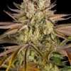 Pineapple Express Strain von Barneys Farm
