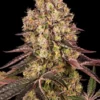 Runtz Muffin von Barney's Farm