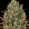 Tangerine Dream Strain von Barneys Farm