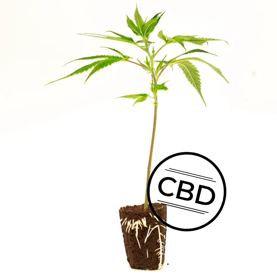 White Shark Zkittles 2 White Shark Zkittles – Bild 2